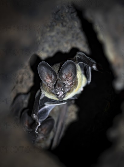 Bat in a cave in a tree trunk, in the rainforest, Corcovado National Park, Osa, Puntarena Province, Costa Rica, Central America