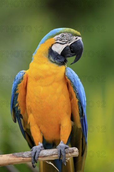 Yellow-breasted Macaw (Ara ararauna), adult, on wait, South America