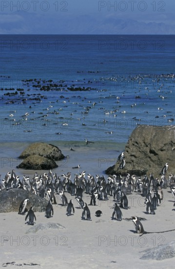 African penguin (Spheniscus demersus), Boulders Beach, South Africa, Africa