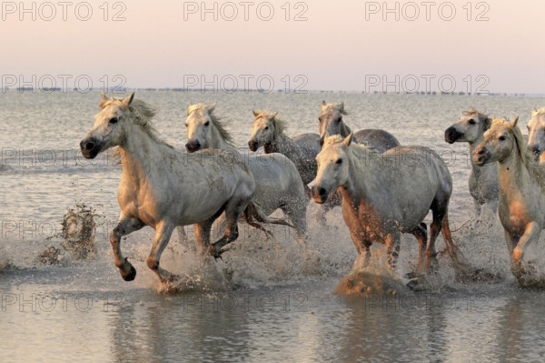 Camargue horses run through water, Camargue, Provence, South of France, Camargue horse, white horse