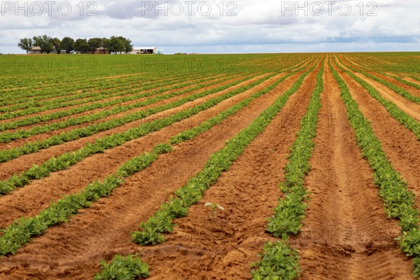 Plains, Texas, A west Texas farm growing peanuts