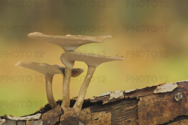 Winter Porling (Polyporus brumalis), three, dead wood, tree bark, autumn, stem porling, stem porling, porling, porling, Polyporaceae, pore fungus, pore fungus, Polyporales, mushroom, Bremthal, Eppstein, Taunus, Hesse, Germany, Europe