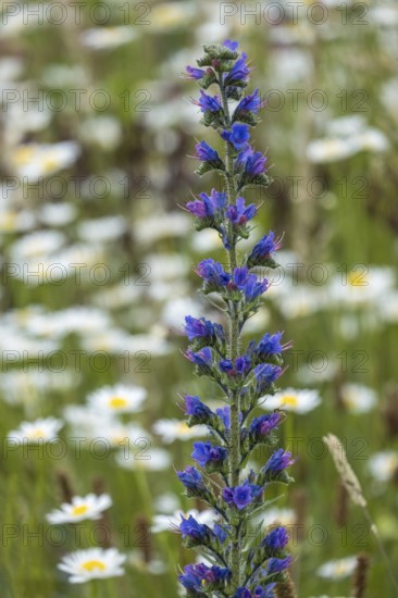 Common viper's bugloss (Echium vulgare), Münsterland, North Rhine-Westphalia, Germany, Europe