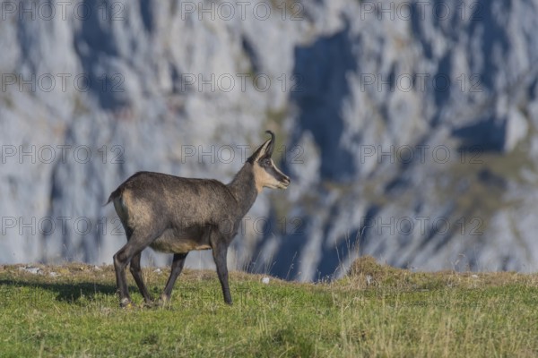 Chamois (Rupicapra rupicapra), stands on the ridge, Hochschwab, Styria, Austria, Europe