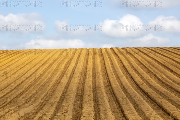 Ridges and furrows in sandy soil of farm field, Butley, Suffolk Sandlings, England, UK