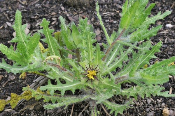 St. (Cnicus benedictus) Benedict's thistle, blessed thistle, holy thistle, spotted thistle in flower, native to the Mediterranean