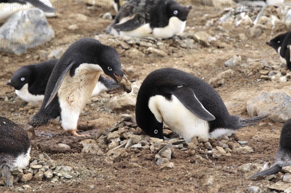 Adelie Penguin (Pygoscelis adeliae), couple at nest with nesting material, Antarctica, Devil Island, Weddell Sea, Antarctica