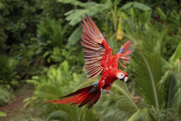 Scarlet macaw (Ara macao), detachable