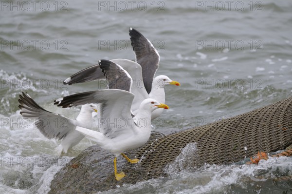 Herring gulls on net of shrimper, Texel Island, North Sea, North Holland, Netherlands