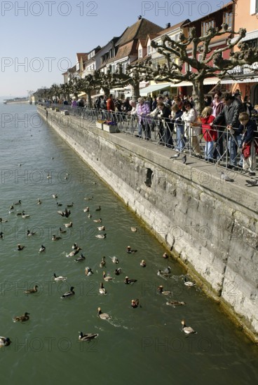 People feeding ducks, Meersburg, Lake Constance, people feeding ducks, Lake Constance, Gruppen, groups, Germany, Europe