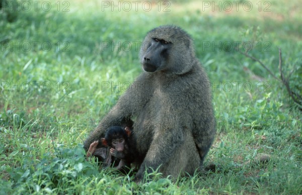 Anubis Baboons (Papio anubis), female with young, Samburu game reserve, Kenya (Papio cynocephalus anubis)