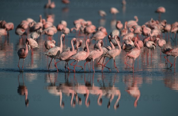 Lesser Flamingos (Phoeniconaias minor) at lake Nakuru, Nakuru national park, Kenya, Africa