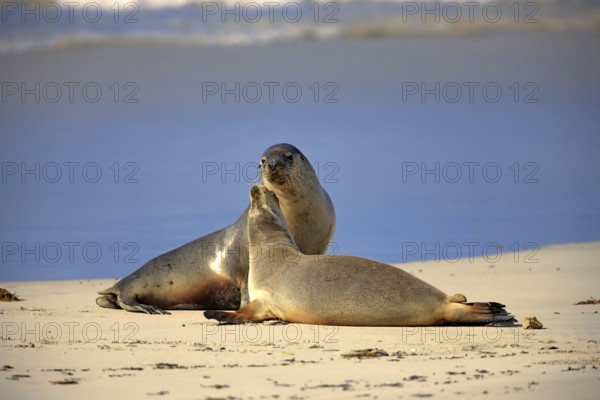 Australian Sea Lions (Neophoca cinerea), female with young, Kangaroo Island, South Australia