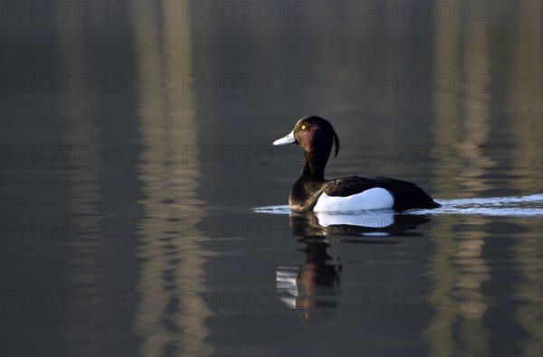 Tufted duck (Aythya fuligula), drake, Bottrop, Ruhr area, North Rhine-Westphalia, Germany, Europe