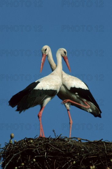 White Storks (Ciconia ciconia), pair, Germany, side, Europe