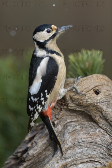 Great Spotted Woodpecker (Dendrocopos major), female on deadwood during snowfall, biosphere reserve, Swabian Alb, Baden-Württemberg, Germany, Europe