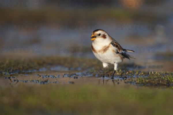 Snow bunting (Plectrophenax nivalis) adult bird drinking from a shallow puddle on a saltmarsh, Norfolk, England, United Kingdom, Europe