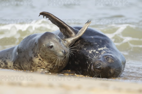 Grey (Halichoerus grypus) seal two adult animals lovingly playing on a beach, Norfolk, England, United Kingdom, Europe