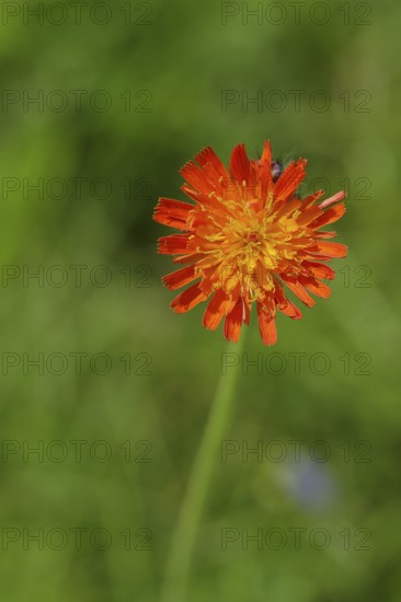 Fox-and-cubs (Hieracium aurantiacum), flower on a rough meadow, Wilnsdorf, North Rhine-Westphalia, Germany, Europe