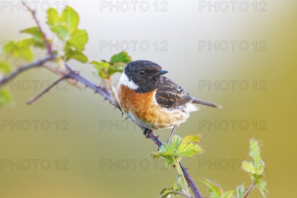 European stonechat (Saxicola rubicola), adult, male, sitting on blackberry (Rubus) bramble, Dümmerniederung, Diepholz district, Lower Saxony, Germany, Europe