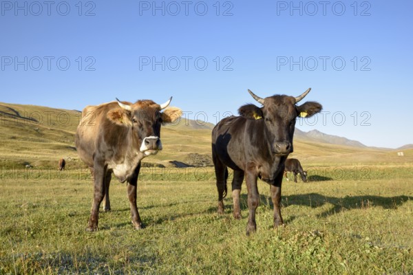 Cows on their summer pasture, West Karakol Valley, Tien Shan Mountains, Naryn region, Kyrgyzstan, Asia