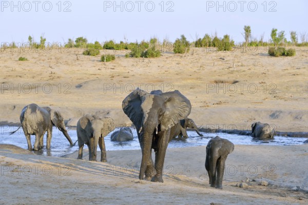 Elephants (Loxodonta africana) bathing, near Somalisa Camp, Hwange National Park, Matabeleland North, Zimbabwe, Africa