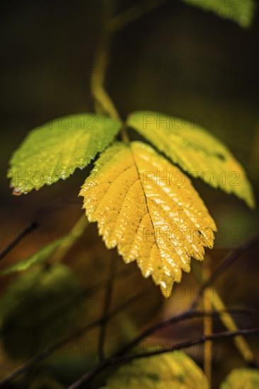 Dewdrops on the texture of a yellow autumn leaf, Calw, Black Forest, Germany, Europe