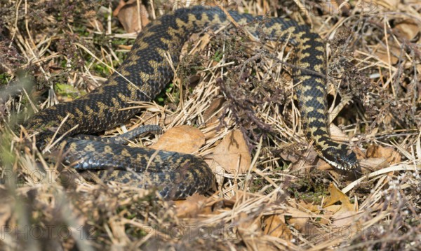 Wild common european viper (Vipera berus), brown adult, female, crawls well camouflaged in the sun through grass, moss, pine (Pinus) needles, autumn leaves and broom heather or common heather (Calluna vulgaris) and lashes out, Pietzmoor nature reserve, Lüneburg Heath, Lower Saxony, Germany, Europe