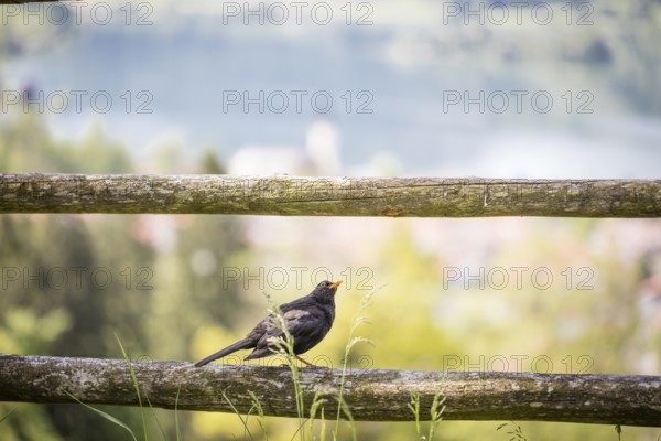 Blackbird (Turdus merula) on a fence, Schliersee, Upper Bavaria, Bavaria, Germany, Europe