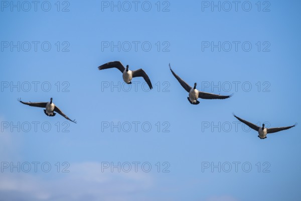 Canada Goose (Branta canadensis) birds in flight over Marshes