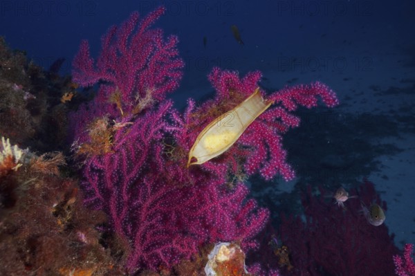 Violescent sea-whip (Paramuricea clavata) with egg capsule of nursehound (Scyliorhinus stellaris) in the Mediterranean Sea near Hyères. Dive site Giens Peninsula, Côte dAzur, France, Europe