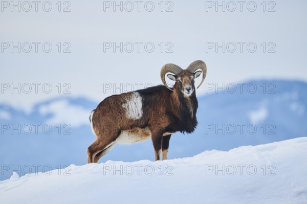 European mouflon (Ovis aries musimon) ram on a snowy meadow in the mountains in tirol, Kitzbühel, Wildpark Aurach, Austria, Europe