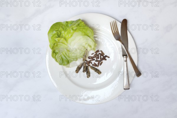 Spiced crickets and grasshoppers as snack on plate, insect snack