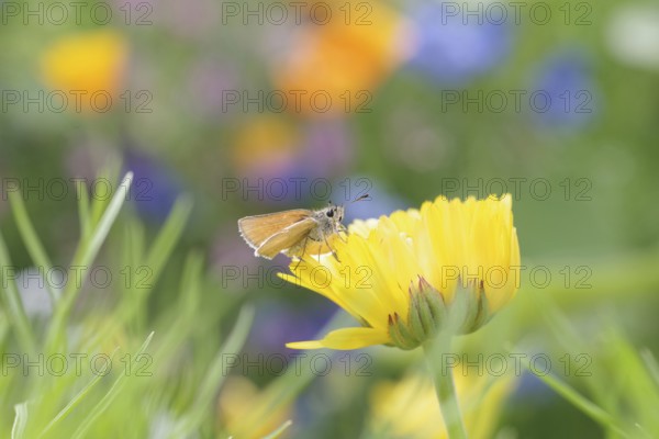 Butterfly, small skipper (Thymelicus sylvestris), Fritillary, orange-brown, insect, marigold, flower meadow, colourful, Germany, A single Fritillary sits on the flower of a yellow marigold in a flower meadow, Europe