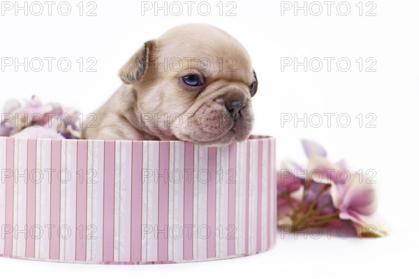 Tiny 3 weeks old cream lilac fawn colored French Bulldog dog puppy with blue eyes in pink box on white background