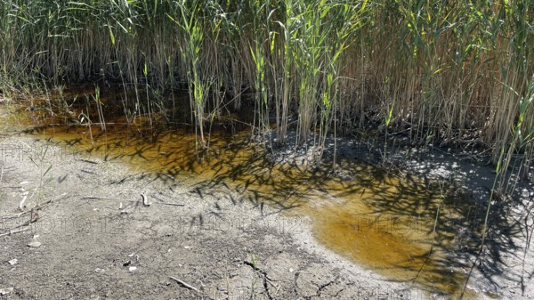 Heavily dried up bottom of a pond, Lake Neusiedl-Seewinkel National Park, Breitenbrunn, Burgenland, Austria, Europe