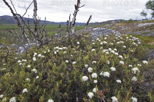 White stonecrop (Sedum album), white wall pepper Flowers in the tundra, Lapland, northern Norway, Scandinavia