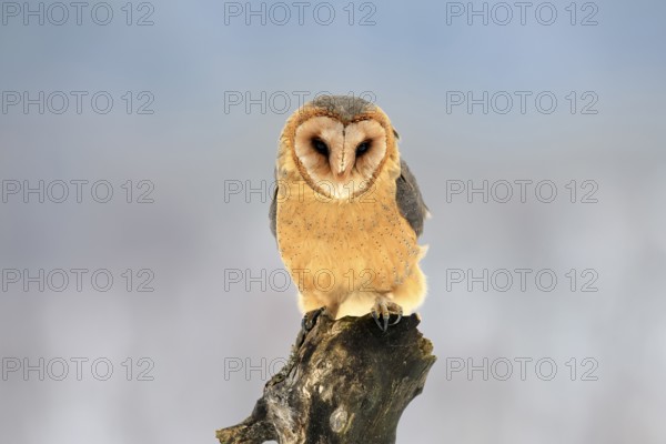 Central European barn owl (Tyto alba guttata), adult, perch, winter, snow, Bohemian Forest, Czech Republic, Europe