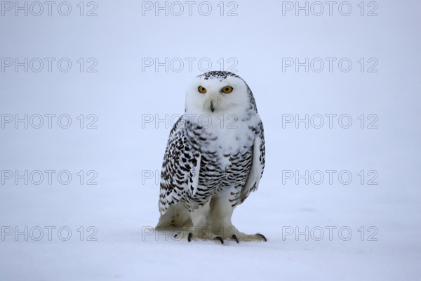 Snowy owl (Nyctea scandiaca), snowy owl, adult, alert, in the snow, foraging, in winter, Bohemian Forest, Czech Republic, Europe