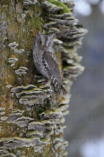 European scops owl (Otus scops), adult, on tree, in winter, alert, Bohemian Forest, Czech Republic, Europe