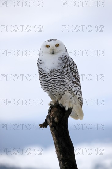 Snowy owl (Nyctea scandiaca), snowy owl, adult, alert, perch, winter, snow, Bohemian Forest, Czech Republic, Europe