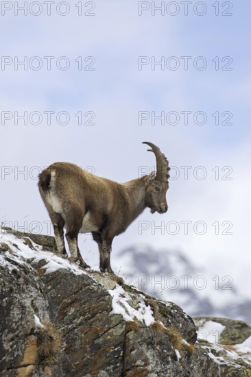 Alpine ibex (Capra ibex) young male foraging on mountain slope in the snow in winter, Gran Paradiso National Park, Italian Alps, Italy, Europe