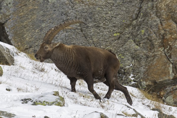 Alpine ibex (Capra ibex) male with large horns foraging on mountain slope in the snow in winter, Gran Paradiso National Park, Italian Alps, Italy, Europe