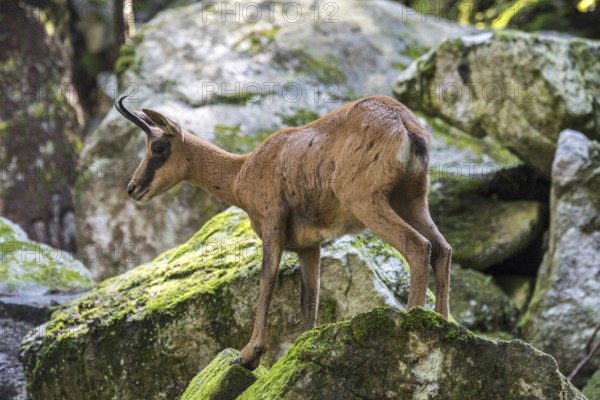 Pyrenean chamois (Rupicapra pyrenaica) foraging among rocks on mountain slope in the Pyrenees