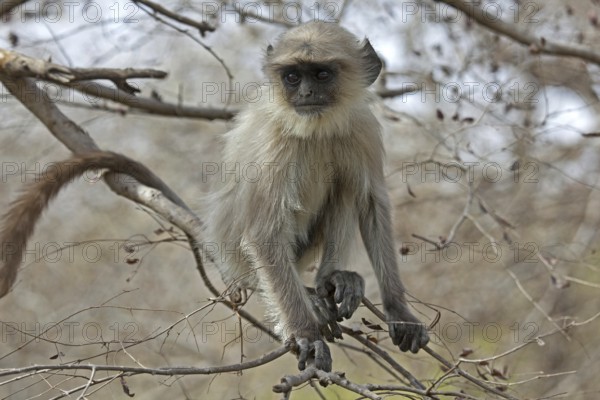 Gray langur, Hanuman langur (Semnopithecus entellus) juvenile in the Ranthambore National Park, Sawai Madhopur, Rajasthan, India, Asia