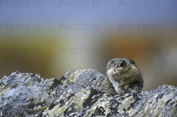 North American pika (Ochotona princeps) on the lookout on rock in mountain slope, Denali National Park, Alaska, US