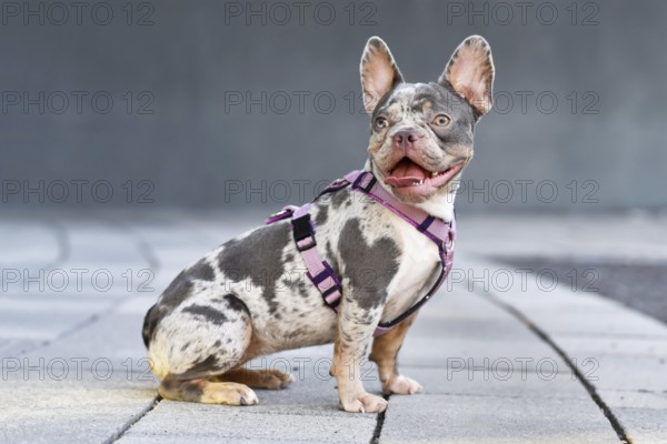 Sitting merle tan French Bulldog dog in front of gray wall