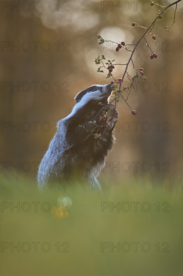 Badger (Meles meles), eat standing rose hips