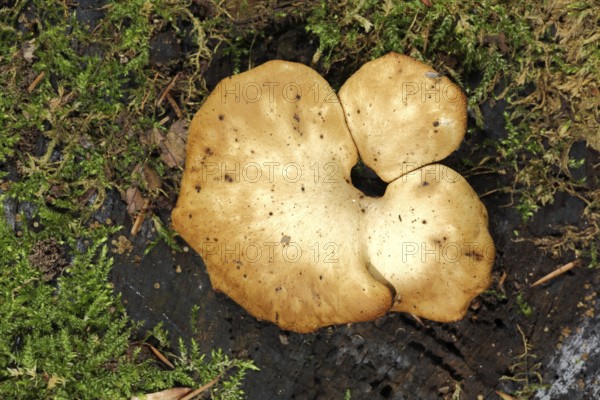 Lion Yellow Porling (Polyporus leptocephalus), Porling, Porling, Porling-like, Porling, Porling, Polyporaceae, Pore Fungus, Pore Fungus, Polyporales, Stand Fungus, Mushroom, Engenhahn, Niedernhausen, Taunus, Hesse, Germany, Europe