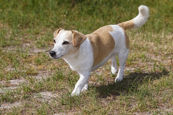 Dog, Jack Russell Terrier, Dog breed, Domestic dog (Canis lupus familiaris), Schleswig-Holstein, Germany, Europe